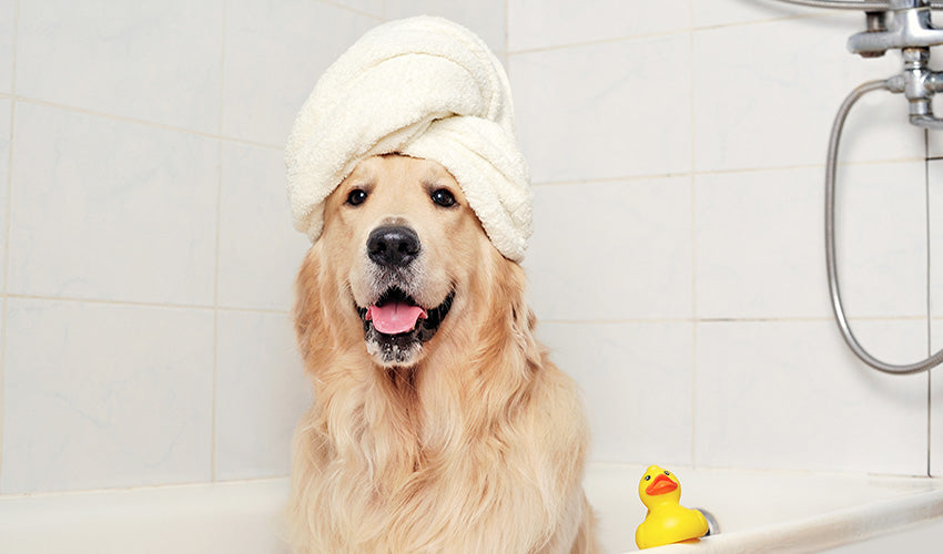Grooming